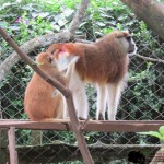 The patas monkey is also known as the wadi monkey