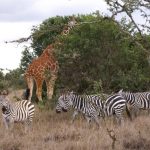 Zebras communicate with whinnying and high-pitched barks