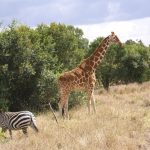 A zebra's ears indicate its mood