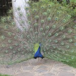 Peacock belongs to the Animalia kingdom