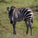 The three species of zebras are the plains zebras, the Grevy's zebra, and the mountain zebras