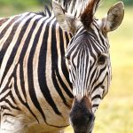 Equus quagga is the scientific name of Plains zebra