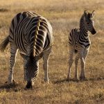 The vertical stripes of a zebra disrupts its outline when hiding in the grass and the the stripes of a zebra confuse predators by motion dazzle