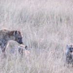 Meru and Samburu in the northern Kenya are home to some interesting localized country species