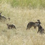 Masai Mara in Kenya is one of the best places to see "The Big 5"