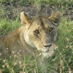 Lion was the largest land mammal after humans until about 10,000 years ago