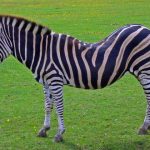 Zebra is closely related to donkeys, horses, and asses