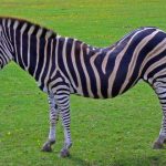 Zebra is closely related to donkeys, horses, and asses