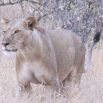 In captivity male lions can live more than 20 years