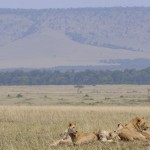 Female lions typically hunt together
