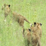 The West African lion population within Africa is particularly endangered