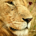 The lion belongs to the genus Panthera