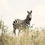 Equus quagga borensis is the scientific name of maneless zebra