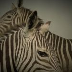 Crosses between zebras and other equines are called zorse, zebroid, zeedonk, zony, and zeedonk