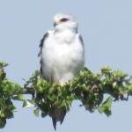 Kenya is Africa’s best birding destinations