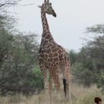 Giraffes belong to the Animalia kingdom