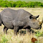 A rhinoceros is an odd-toed ungulate in the family of Rhinocerotidae