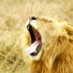 The commonly used term for lion is African lion