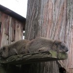 The rock hyrax is also called the rock badger