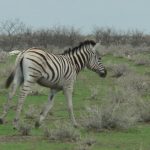 Equus grevyi is one of the species of zebra