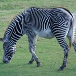 Savannas, mountains, woodlands, thorny scrublands, grasslands and coastal hills are some of the habitats of zebras