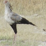 In Kenya the migratory birds can be spotted from September to April