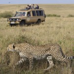 Game drives give you the opportunity to spot wild animals in their natural habitat