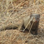 In Kenya, the habitats of wildlife animals range from the Forest areas to Savannah all the way to the Wetlands