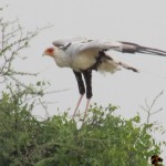 The secretarybird is a very large terrestrial bird of prey