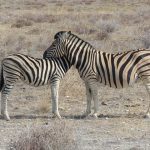 Grevy's zebra is larger than mountain zebras