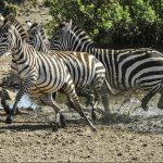 The predators of a zebra cannot see well at a distance and are likely to have heard or smelled a zebra, especially at night