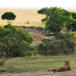 Lions have disappeared from Southwest Asia and North Africa in historic times