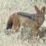 The silverbacked jackal is also known as Canis mesomelas