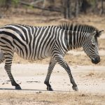 Crawshay's zebra is a type of plains zebra