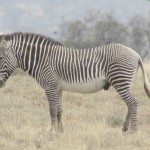 A zebra's stripe pattern is unique