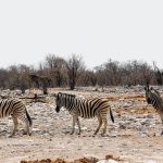 The predators of a zebra cannot see well at a distance and are likely to have heard or smelled a zebra, especially at night