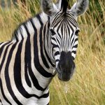 Horse and donkey are the closest relatives to zebra