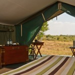 Tented camps are famous for its big cat sightings
