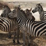 A group of zebras standing together appear as one mass of flickering stripes to the predators