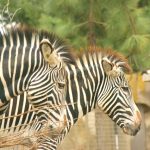 The stripes of a zebra are effective in attracting tabanid horseflies and blood-sucking tsetse flies