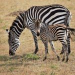 Zebra's stripes are caused by a combination of factors
