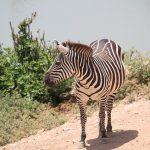 A zebras resembles an ass