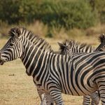 The stripes of a zebra confuse predators by motion dazzle and the vertical stripes of zebra disrupts its outline when hiding in the grass