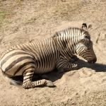 Zebra belongs to Perissodactyla order