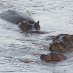 The Big Five are regularly seen on a standard Kenya safari