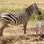 Grevy's zebras have narrow long heads
