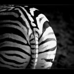 A zebra can turn its ears in almost any direction