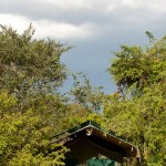 The setting of bush tents is magical