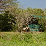 The setting of bush tents in Maasai Mara is magical