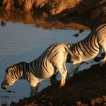 At a distance the vertical stripes of zebra merges to an apparent grey